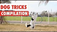 Amazing Dog Tricks Video Compilation 2017