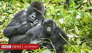 Broj divljih životinja u svetu u „katastrofalnom padu" - BBC News na srpskom