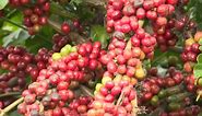 National brand needed for Vietnamese coffee | Videos | Vietnam  (VietnamPlus)