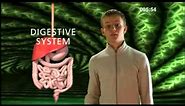Cell Tissue Organ System Organism - BBC Curriculum Bites
