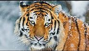Siberian tiger - The Year of the Tiger