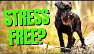 Top 7 Best Low Maintenance Small Dog Breeds - Dogs 101