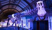 Titanosaur: Largest dinosaur ever to walk the Earth goes on display at the Natural History Museum