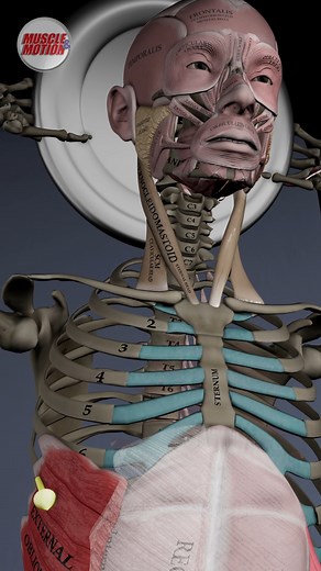 Ready to take your core workout to the next level? 🔥 The oblique crunches with weight target your obliques and engage your entire core for a powerful, rotational movement. 💡 As you crunch, your external and internal obliques on opposite sides contract to drive rotation while your deeper core muscles stabilize your spine. This perfect synergy enhances core strength and improves your rotational power. 🏋️‍♂️💪 🚀 Check out our new animation to see your obliques and core in action, working seamle