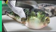 Eating Japan's POISONOUS PufferFish!!! ALMOST DIED!!! *Ambulance*