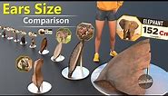 Animal ear size Comparison | smallest ear to larges ears