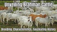 Brahman Cattle Breed: Breeding, Characteristics, Fascinating History