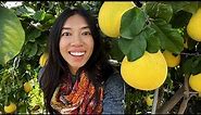 Secrets To Growing Tasty Pomelo Fruits!