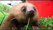 Super cute sloth squeak!