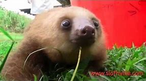 Super cute sloth squeak!