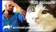 'Vicious' Cat Chases Owners Around Their House | My Cat From Hell (Full Episode)