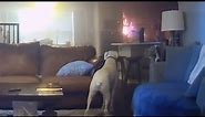 Adorable Dog Accidentally Sets Kitchen on Fire