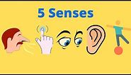 5 Senses of Humans