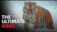 The World's Biggest Tiger - Siberian Tigers