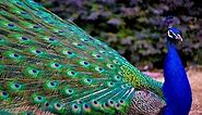 Latest Rare Peacock images,Peacock Pictures,Peacock Photos,Peacock Wallpapers Video