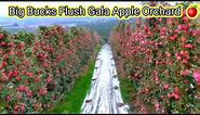 Big- Bucks Flush Gala | High-Density Apple orchard Ariel view And Full Process || Kashmiri Apple