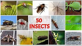 50 Name of Insects in English with pictures