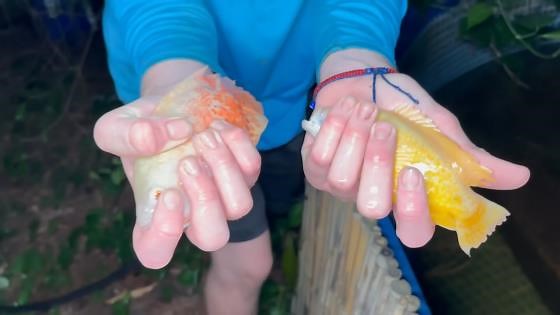 Saving abandoned fish from a green slime pond
