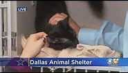 Dallas Animal Services Hoping Black Cat On-Field Appearance During Cowboys Game Leads To More Adopti