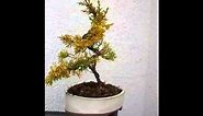 Bonsai Juniperus chinensis Plumosa Aurea