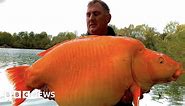 Kidderminster man catches giant goldfish