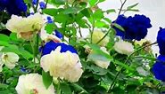 Beautiful blue and white roses | rose flower status!