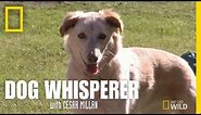 Reading a Dog's Signals | Dog Whisperer