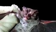 Rafinesque's Big-eared Bat found in South Florida! Big Eared Bat | Raf Bat | Endangered Bat Species