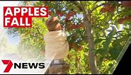 Harrisville Orchards - a much loved Adelaide Hills apple farm forced to close its doors | 7NEWS