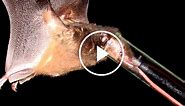 ScienceTake: Tiny Bat, Long Tongue