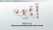 Crossing Over in Meiosis | Overview & Examples