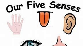 5 sense organs and their functions