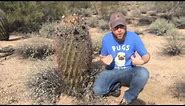 Roll out the Barrel Cactus