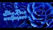 blue rose wallpaper #bluerose