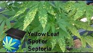 How To Identify & Prevent Leaf Spot Disease or Leaf Septoria - Cannabis Plants