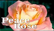 The Historic Peace Hybrid Tea Rose