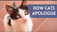 How Do CATS Say SORRY? (7 Ways Cats Apologize To Humans)