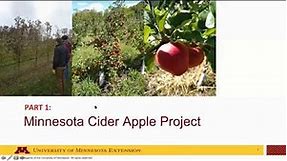 Growing Apples for Cider in Minnesota