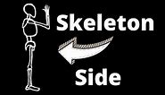 How to Draw the Skeleton from the Side View - Anatomy for Artists