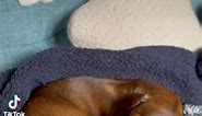 What goes through a Dachshund’s brain multiple times a day 😴💦#dachshund #miniaturedachshund #dachshundpuppy #dachshundoftheday #dachshundappreciation #dachshundlove #dachshundlife #sausagedog #sausagedogcentral #sausagedogpuppy #weinerdog #doxielove #doxies #puppylove #puppylife #thesimpsons | Little legs, long nose