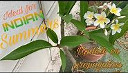 All about plumeria alba ! (Update on the propogation)