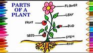 Easy Parts of A Plant Drawing | Diagram of Parts of Plants | Labelled Diagram of Parts of Plants