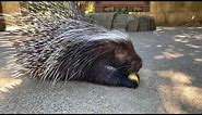 Meet African Crested Porcupine Nolina