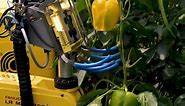 A Pepper-Picking Robot