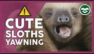 Baby Sloths Yawning 💚 Compilation | The Sloth Conservation Foundation #Sloth #Sloths