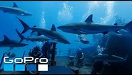 GoPro: Top 10 Underwater Moments