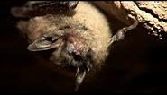 Bats in Texas: Watching for White-nose Syndrome