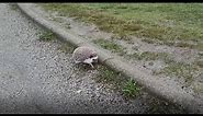 Hedgehog walking
