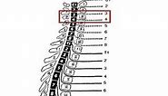 Levels of Function in Spinal Cord Injury