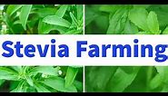 Stevia Farming for Beginners
